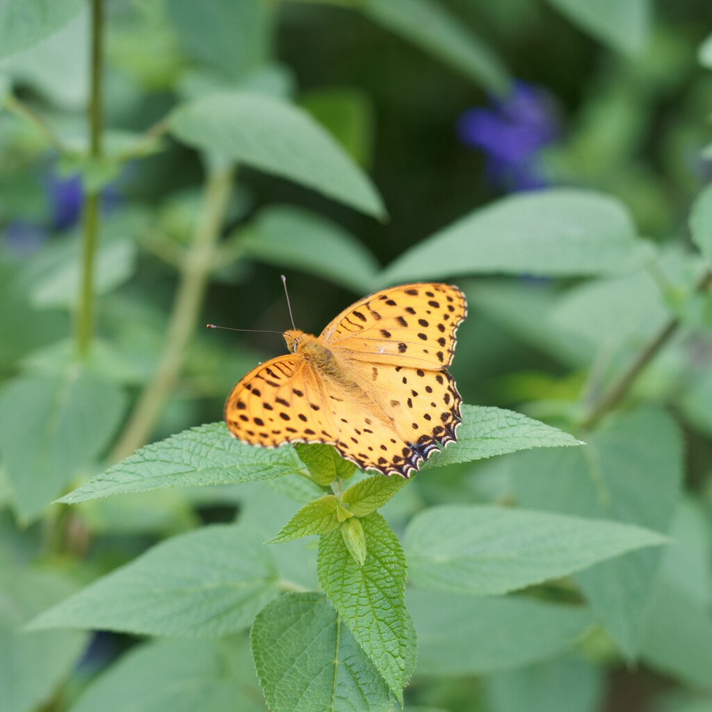 ツマグロヒョウモン