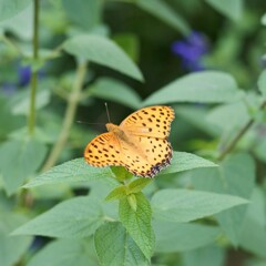 ツマグロヒョウモン