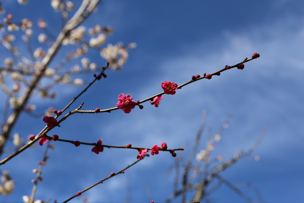 高尾梅郷　木下沢梅林 (3)