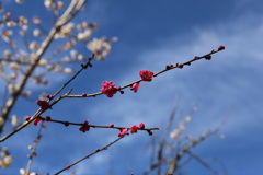 高尾梅郷　木下沢梅林 (3)