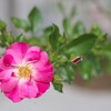真夏の薔薇