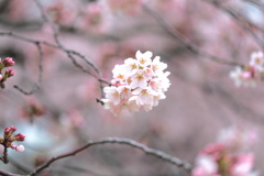 福生　桜 (5)