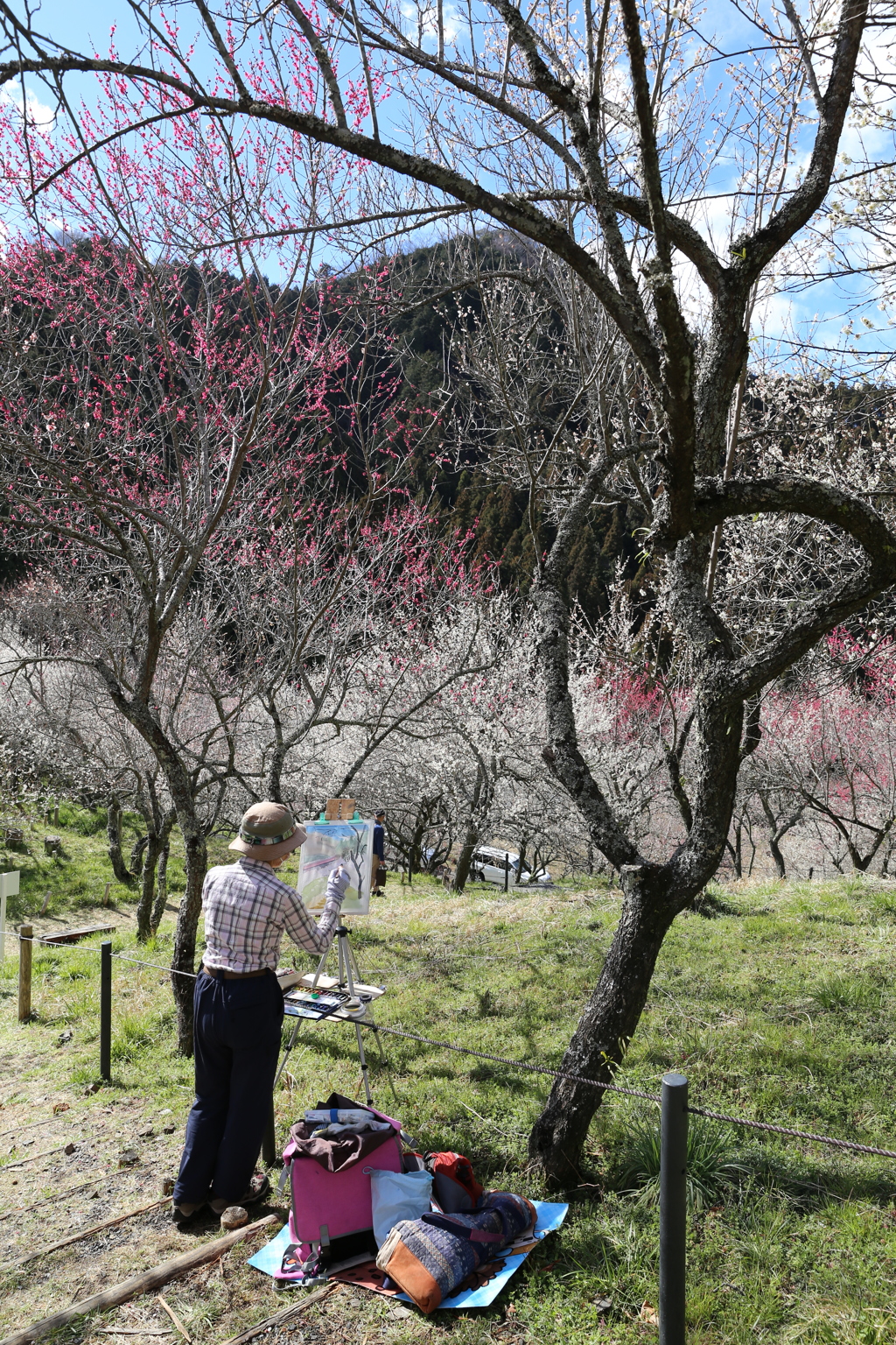 高尾梅郷　木下沢梅林 (42)