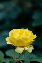 黄薔薇