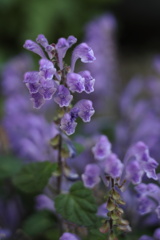 ヤマタの　タツナミソウ 　オロチ