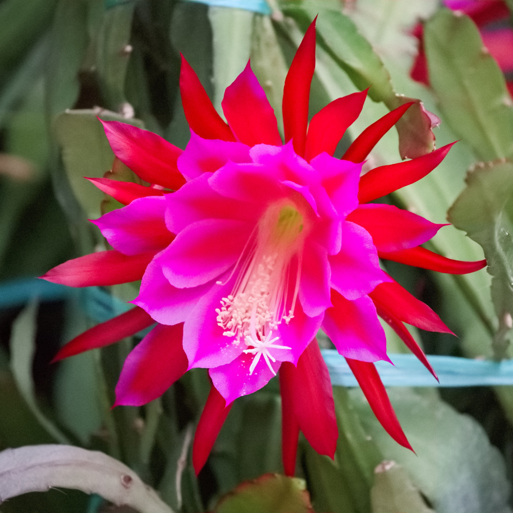 クジャクサボテン