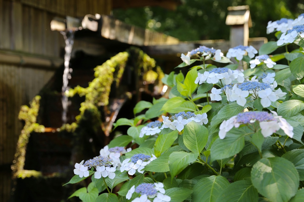 薬師池公園 (45)