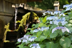 薬師池公園 (45)