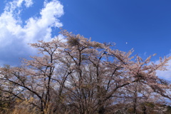 高尾山頂の桜 (3)