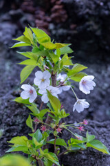 葉桜