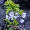 葉桜