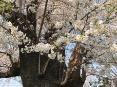 iPhone　桜