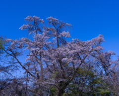 高尾山の桜