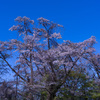 高尾山の桜