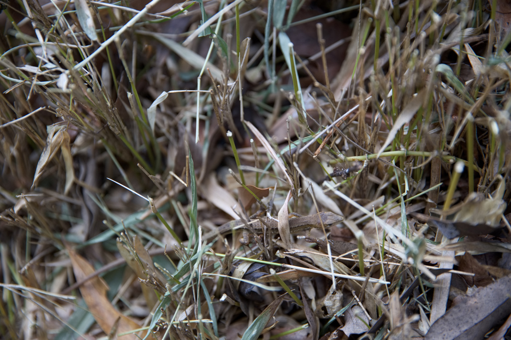 何かいる・・・