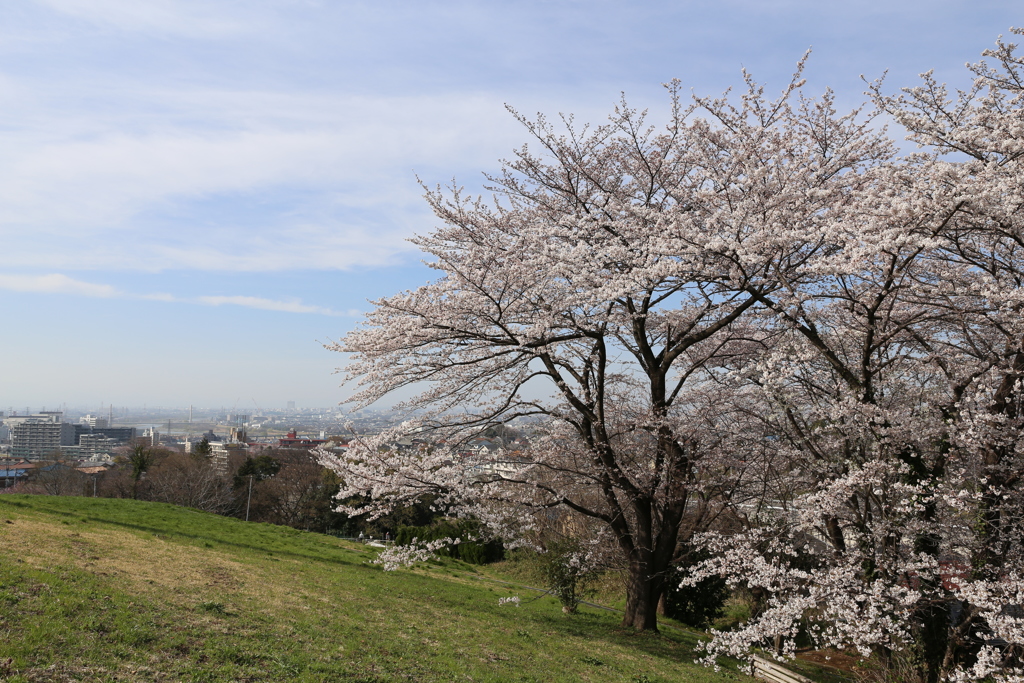 桜ヶ丘公園