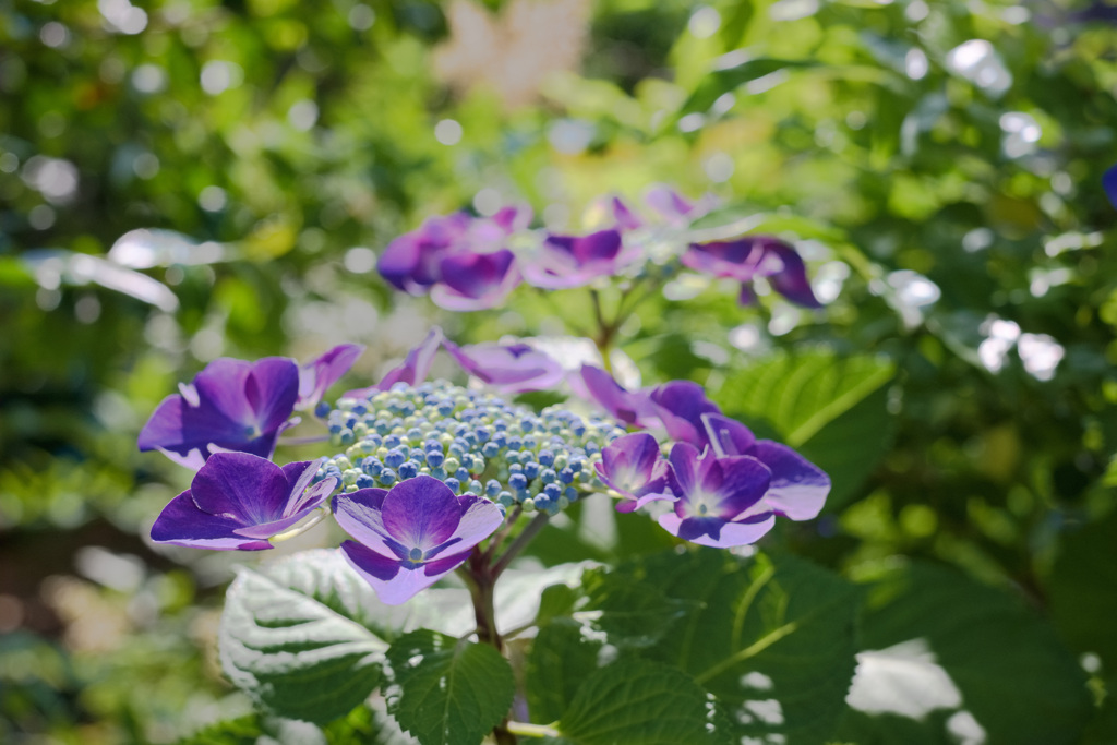 紫陽花