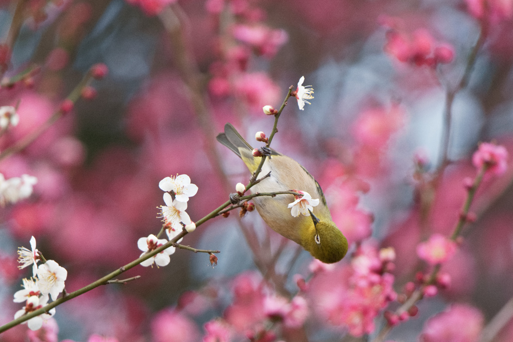 梅とメジロ