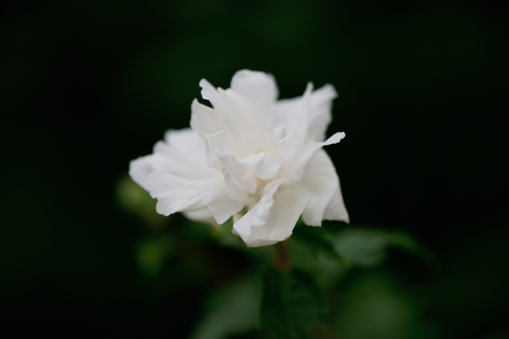 ティッシュのような花