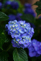 紫陽花