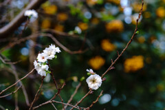 子福桜
