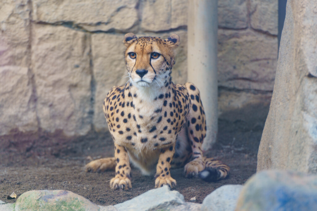 チータ　猫座り