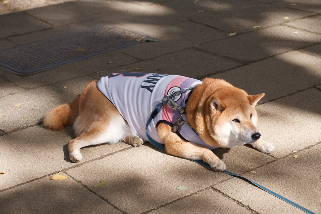 柴犬？