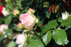 ピエール・ドゥ・ロンサール (1)