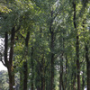 小金井公園
