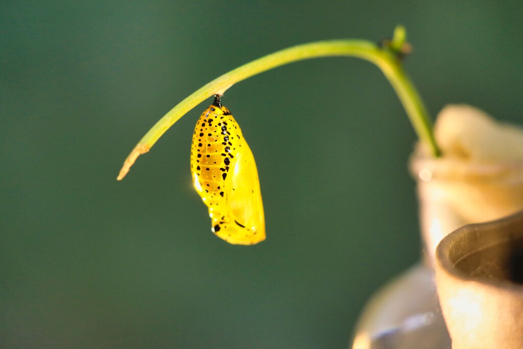 オオゴマダラ　蛹