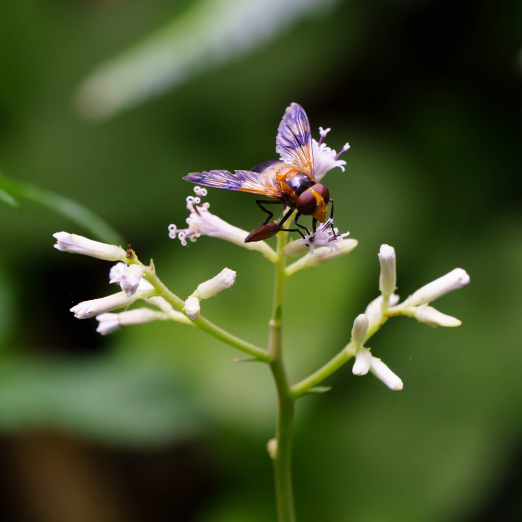モミジガサ　と　ハチ