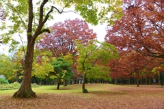 代々木公園　紅葉