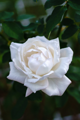 白薔薇