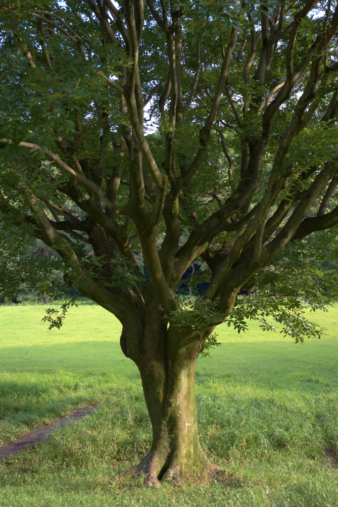 明治神宮　宝物殿前広場にて