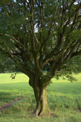 明治神宮　宝物殿前広場にて