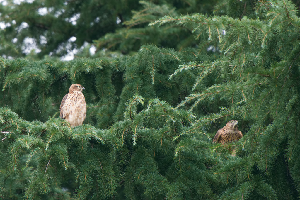 鷹　ファミリー