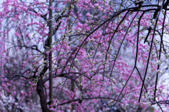 梅の花