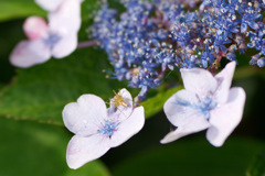 雨後の紫陽花