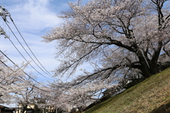 街なかの桜