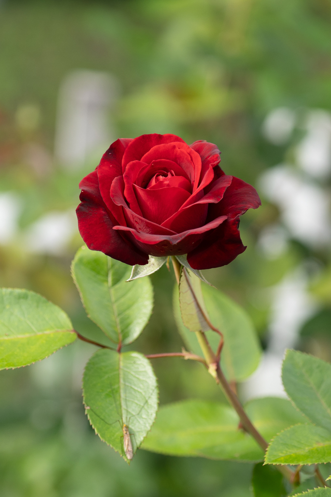 薔薇　ナディア