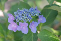 ファンシーな紫陽花
