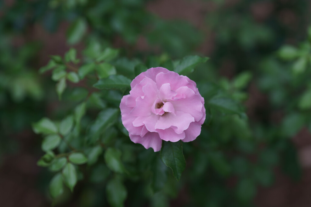 薔薇