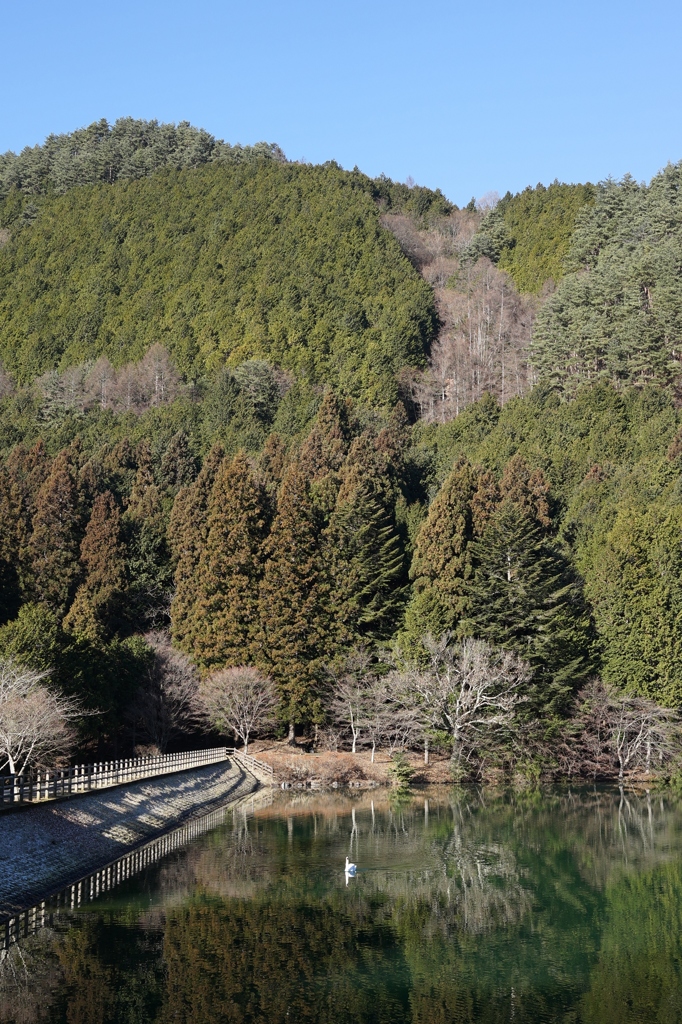 伊奈ヶ湖　白鳥