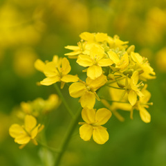 菜の花
