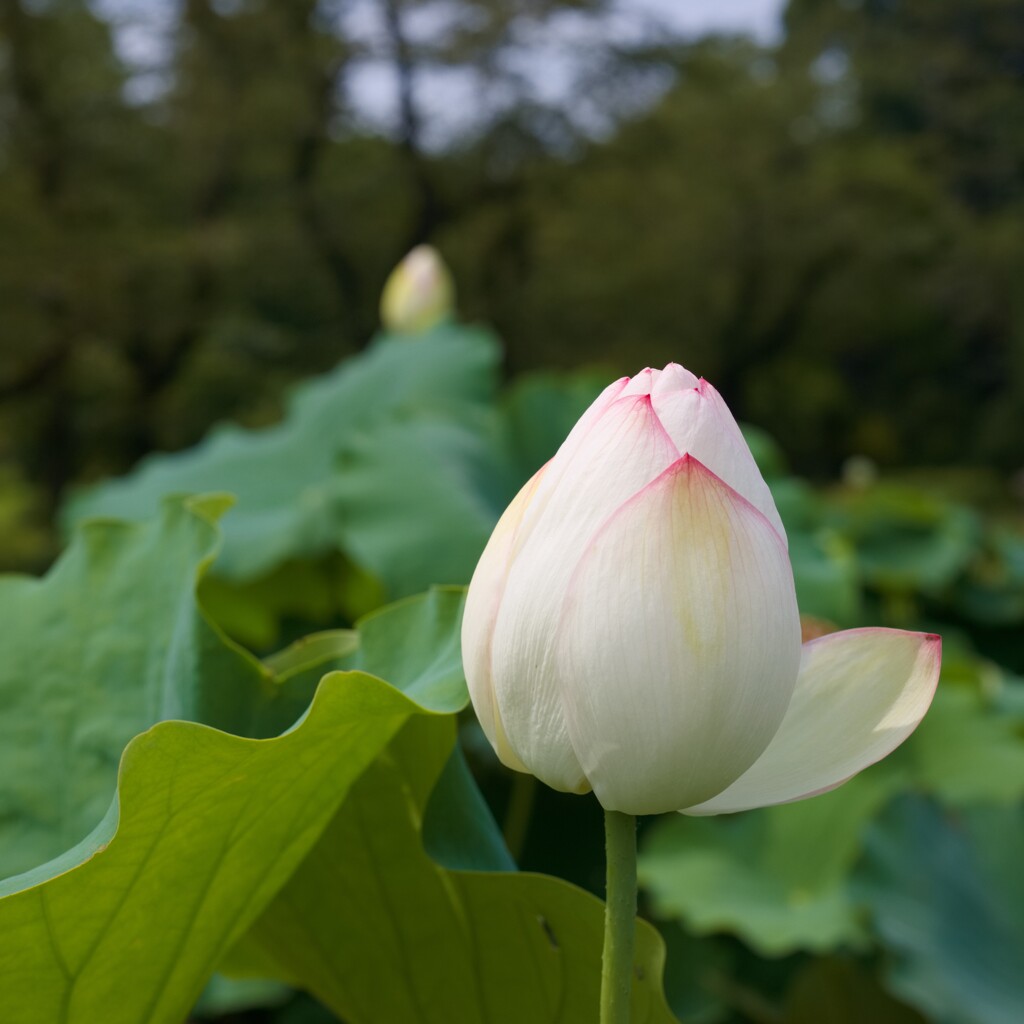 親分　子分