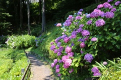 薬師池公園 (48)