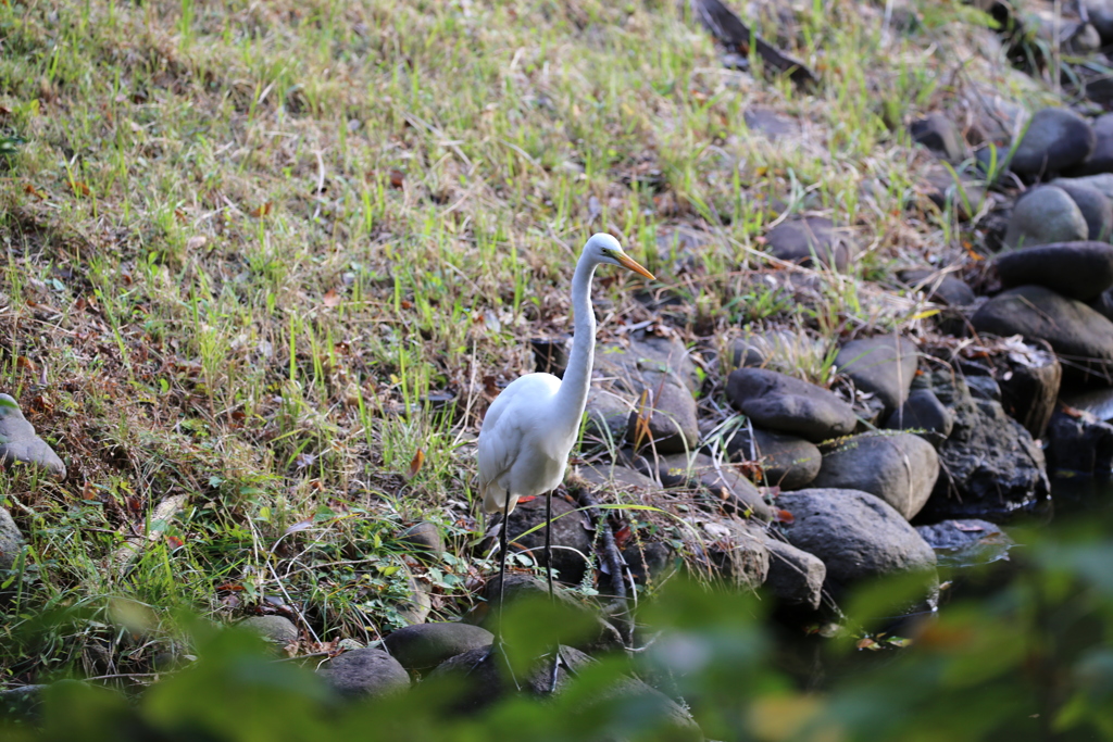 明治神宮　白鷺 (2)