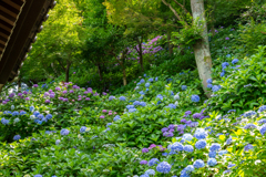紫陽花　長谷寺