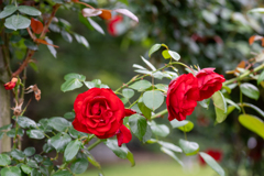 薔薇