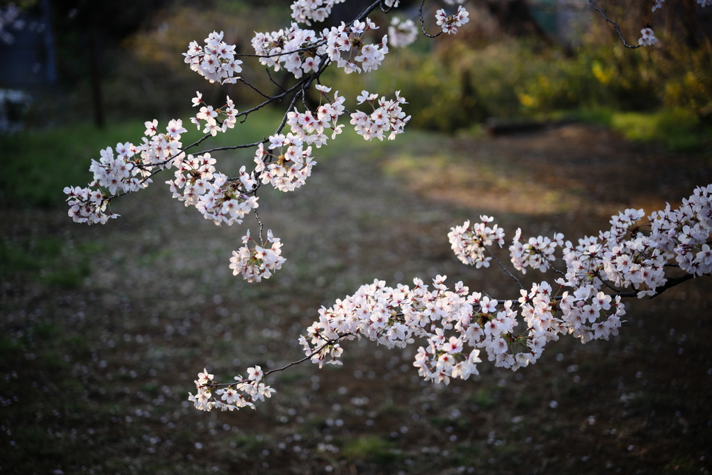 夕桜
